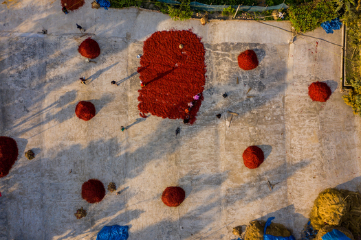 Bogura Rajshahi Division Bangladesh 06 March 2022 Aerial view of workers drying red chilies in large piles on a concrete ground under the warm sunlight.