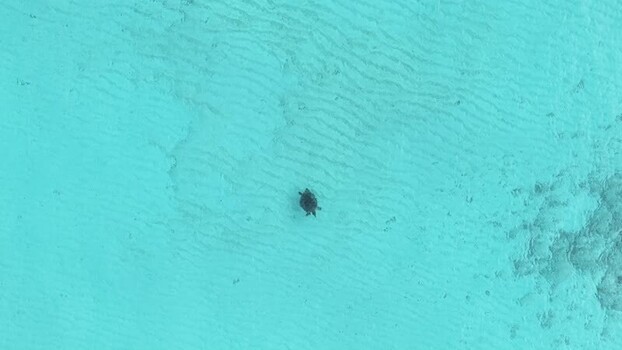 Aerial view of a sea turtle swimming in turquoise water Maldives. Aerial view of a sea turtle swimming in turquoise water Maldives.