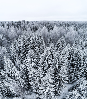 Aerial view of a dense forest covered in fresh snow with frost covered pine trees under a winter sky in Latvia. Aerial view of a dense forest covered in fresh snow with frost covered pine trees under a winter sky in Latvia.