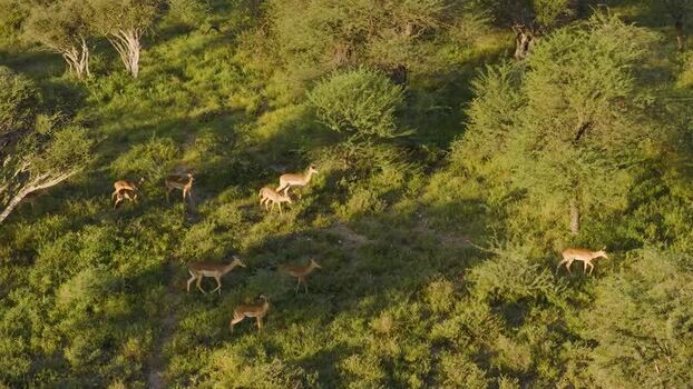 Aerial view of impalas grazing in the savanna South Africa.
