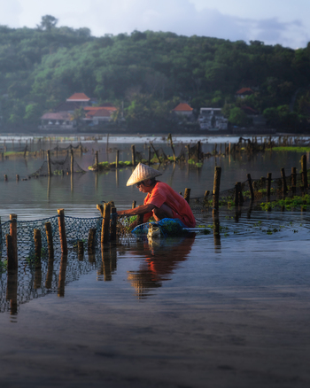 Lembongan Indonesia 02 April 2025 View of a seaweed farmer in traditional conical hat tending to the seaweed farms the tranquil waters reflecting the verdant hills beyond. Lembongan Indonesia 02 April 2025 View of a seaweed farmer in traditional conical hat tending to the seaweed farms the tranquil waters reflecting the verdant hills beyond.