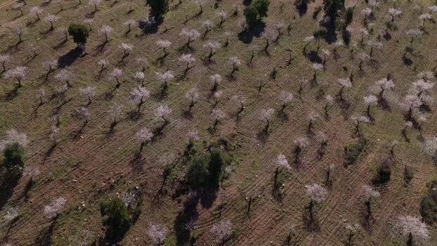 Aerial view of flowering trees Portugal.