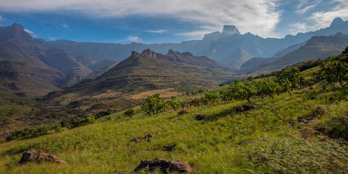 View of the Drakensberg mountain range with grassy slopes rocky outcrops and scattered trees under a blue sky in South Africa.