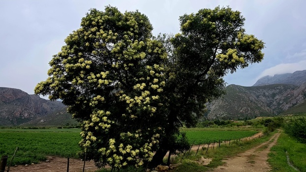 View of a blossoming tree in the foreground with green fields and the rugged Swartberg Mountains under a cloudy sky in Ladismith Western Cape South Africa.