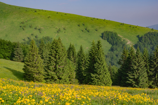 View of a vibrant meadow filled with yellow globeflowers under the slopes of Ploska mountain in Velka Fatra National Park Bela Dulice Zilina Region Slovakia.