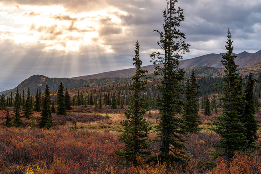 View of Denali National Park and Preserve with spruce trees and autumn foliage under a dramatic sky with sun rays in Alaska United States. View of Denali National Park and Preserve with spruce trees and autumn foliage under a dramatic sky with sun rays in Alaska United States.