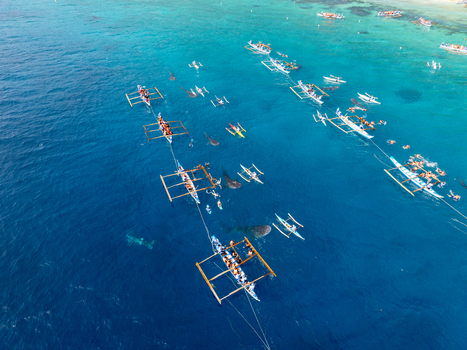 Aerial view of tourists in outrigger boats watching whale sharks in the clear turquoise waters of Oslob Central Visayas Philippines.
