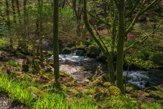 View of the river flowing over mossy rocks through the lush woodland of Golitha Falls National Nature Reserve in Liskeard England United Kingdom. View of the river flowing over mossy rocks through the lush woodland of Golitha Falls National Nature Reserve in Liskeard England United Kingdom.