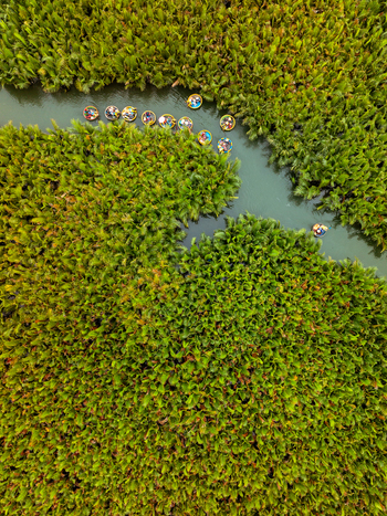 Aerial view of traditional round basket boats navigating through a lush green nipa palm forest in Vietnam. Aerial view of traditional round basket boats navigating through a lush green nipa palm forest in Vietnam.