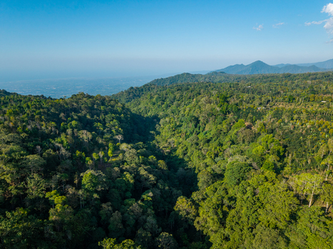 Aerial view of the lush tropical forest and dense jungle canopy covering the valley in Sukasada Bali Indonesia.