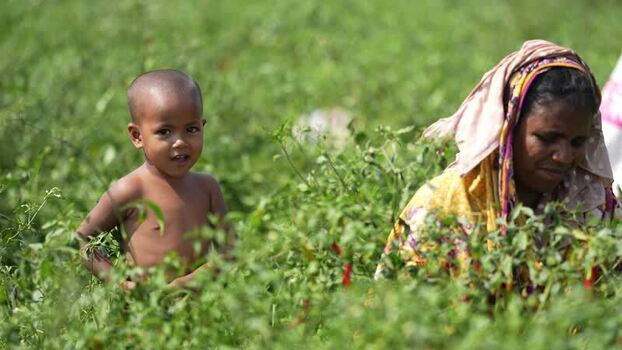 View of a woman and child in a chili field in Bogura Bangladesh. View of a woman and child in a chili field in Bogura Bangladesh.