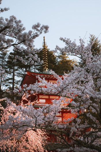 View of red pagoda framed by delicate cherry blossoms a tranquil scene where ancient architecture meets the fleeting beauty of spring Fujiyoshida Yamanashi Japan.