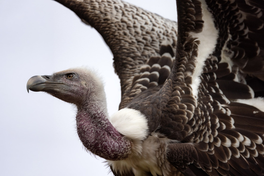 View of a majestic vulture with spread wings and detailed brown and white plumage in Selestat Grand Est France.