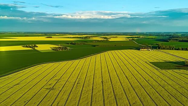 Aerial view of yellow rapeseed fields in Latvia. Aerial view of yellow rapeseed fields in Latvia.