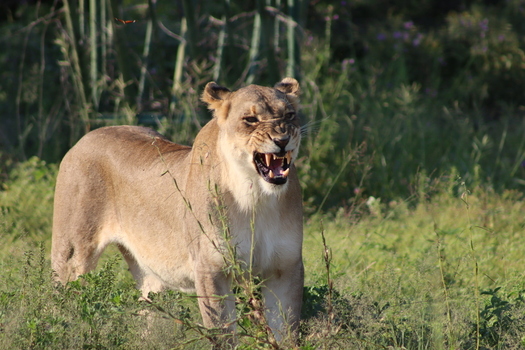 View of a snarling lioness standing in the tall grass of the savanna at Tumbeta Private Game Reserve in Thabazimbi Limpopo South Africa.