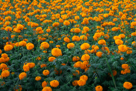 View of a vibrant field of orange marigold flowers blooming amidst lush green foliage in Sidemen Bali Indonesia.