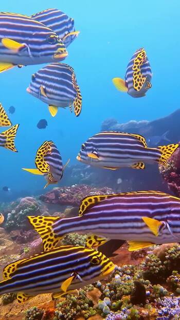 View of striped sweetlips fish swimming over a coral reef in Indonesia. View of striped sweetlips fish swimming over a coral reef in Indonesia.