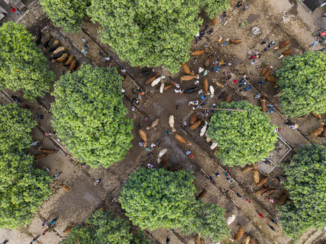 Aerial view of the Animal Market Prambanan with cattle and people gathered under lush green trees in Kecamatan Prambanan Jawa Tengah Indonesia. Aerial view of the Animal Market Prambanan with cattle and people gathered under lush green trees in Kecamatan Prambanan Jawa Tengah Indonesia.