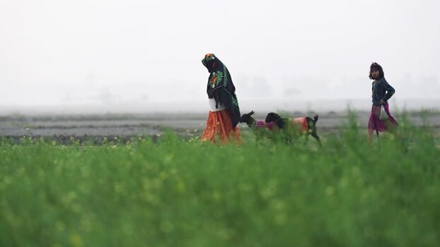 View of a woman and girl walking with goats in a field Bangladesh.