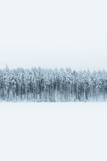 View of the snow covered forest landscape in the Pohja Korvemaa Nature Reserve Harju County Estonia. View of the snow covered forest landscape in the Pohja Korvemaa Nature Reserve Harju County Estonia.