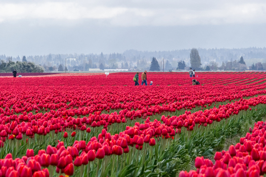 View of a vast field of vibrant red tulips in bloom with people walking in the distance under a cloudy sky in La Conner Washington United States.