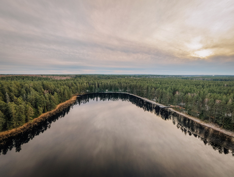Aerial view of a pristine forest lake with calm dark water reflecting the sky surrounded by dense evergreen pine forest in the Nordic wilderness of Smiltene Smiltene Municipality Latvia.