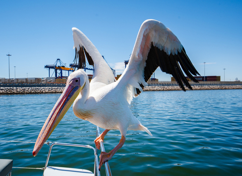 View of a great white pelican perched with outstretched wings on a boat s railing against the backdrop of the harbor Walvis Bay Erongo Region Namibia. View of a great white pelican perched with outstretched wings on a boat s railing against the backdrop of the harbor Walvis Bay Erongo Region Namibia.