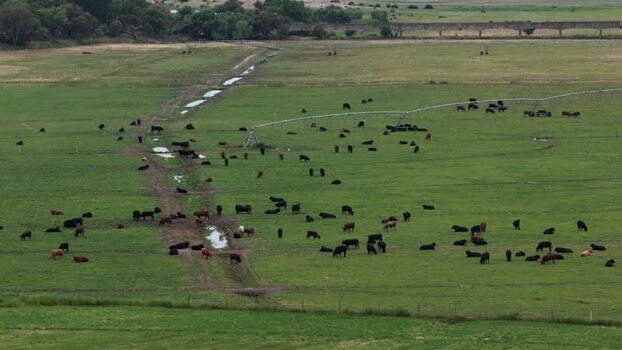 Aerial view of cows grazing in a green field Portugal.