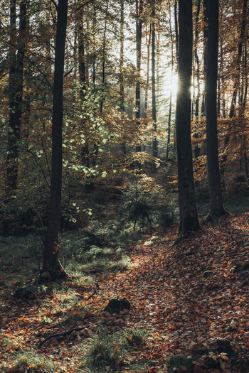 View of a beech forest in autumn with golden sunlight filtering through the trees and fallen leaves on the ground in Krakow Lesser Poland Voivode Poland. View of a beech forest in autumn with golden sunlight filtering through the trees and fallen leaves on the ground in Krakow Lesser Poland Voivode Poland.
