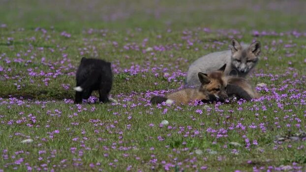View of fox kits playing in a meadow on San Juan Island United States.