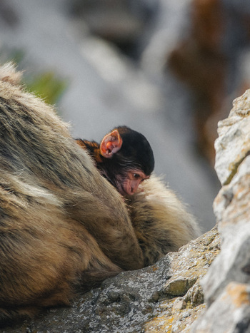 View of a tender moment as a baby monkey clings to its mother s fur nestled amongst the rugged rocks Gibraltar Gibraltar. View of a tender moment as a baby monkey clings to its mother s fur nestled amongst the rugged rocks Gibraltar Gibraltar.