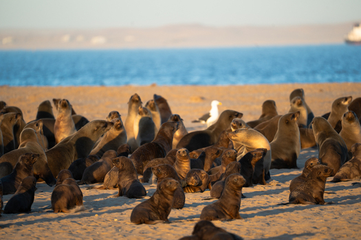 View of a colony of seals basking in the golden light on a sandy beach with a seagull standing among them Walvis Bay s coast Walvis Bay Erongo Region Namibia. View of a colony of seals basking in the golden light on a sandy beach with a seagull standing among them Walvis Bay s coast Walvis Bay Erongo Region Namibia.