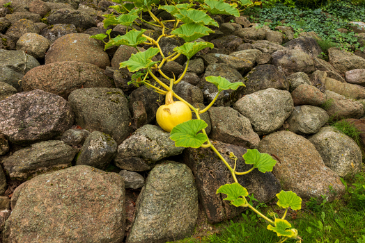 View of a yellow pumpkin growing on a green vine across a rustic stone wall with large grey boulders Taujenai Vilnius County Lithuania.