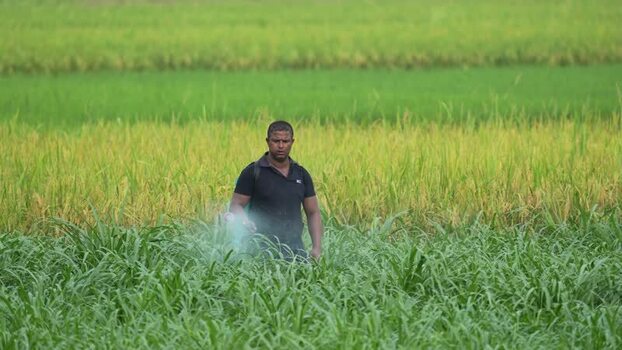 View of a farmer spraying pesticides in a green field Bangladesh.