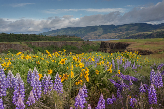 View of a vibrant field of purple lupines and yellow balsamroot flowers in the foreground with a scenic canyon and rolling hills in the background near Hood River Oregon United States.