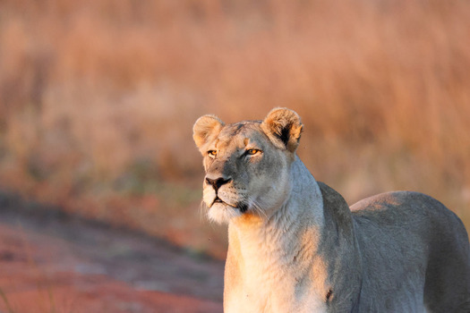 View of a lioness standing in the savanna during golden hour with warm sunlight on her face in Waterberg District Municipality Limpopo South Africa.
