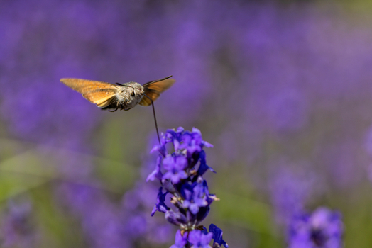 View of a hummingbird hawk moth hovering and feeding on purple lavender flowers in a blooming field Wittenheim Grand Est France.