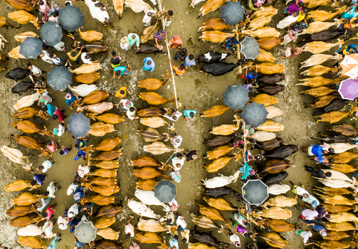 Aerial view of Baish Mowza Sarak Bazar with numerous cattle and people holding umbrellas in a muddy market area in Nabinagar Chittagong Division Bangladesh. Aerial view of Baish Mowza Sarak Bazar with numerous cattle and people holding umbrellas in a muddy market area in Nabinagar Chittagong Division Bangladesh.