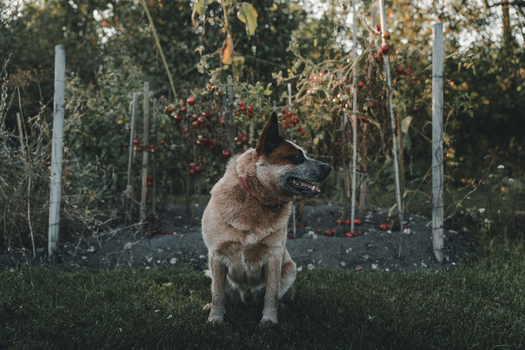 View of an Australian Cattle Dog sitting in a garden with ripening tomato plants in the background in Laane County Estonia.