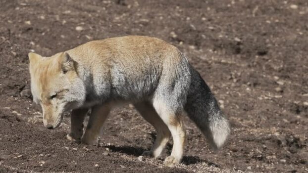 View of a fox on dry ground China.