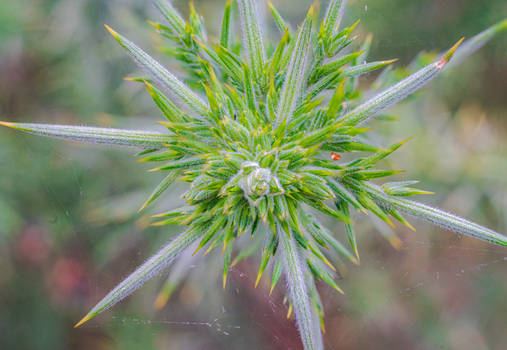 View of a close up of a gorse plant with sharp green spines yellow tips and a delicate spider web in the countryside of Looe Cornwall United Kingdom. View of a close up of a gorse plant with sharp green spines yellow tips and a delicate spider web in the countryside of Looe Cornwall United Kingdom.