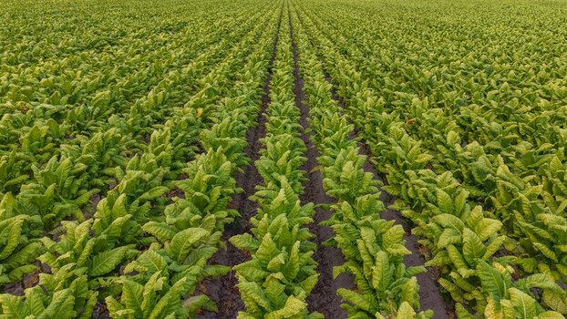 Aerial view of a vast tobacco field with neatly aligned rows of green plants stretching across the landscape in Talayuela Extremadura Spain. Aerial view of a vast tobacco field with neatly aligned rows of green plants stretching across the landscape in Talayuela Extremadura Spain.
