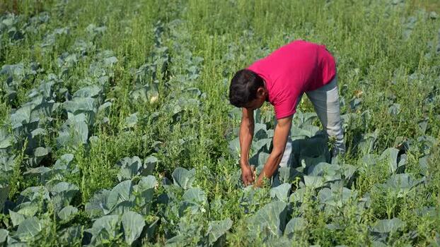 View of a farmer working in a vegetable field in Nepal.