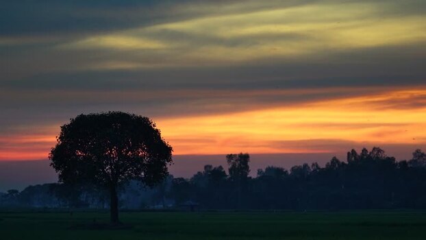 View of a lone tree silhouette at sunset Bangladesh.