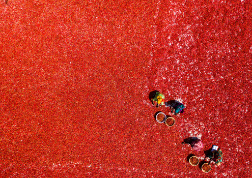 Bogura Bangladesh 06 March 2022 Aerial view of workers drying red chilies on a large field creating a vibrant textured pattern under the bright sun.