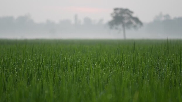 View of lush green rice field with dew drops in morning Bangladesh.