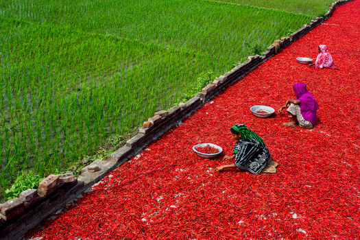 Bogura Bangladesh 22 February 2017 View of women drying vibrant red chili peppers on the ground next to a lush green rice paddy field. Bogura Bangladesh 22 February 2017 View of women drying vibrant red chili peppers on the ground next to a lush green rice paddy field.