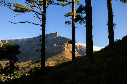 View of majestic Table Mountain rises in the distance framed by the dark silhouettes of tall trees against a clear sky Cape Town Western Cape South Africa.