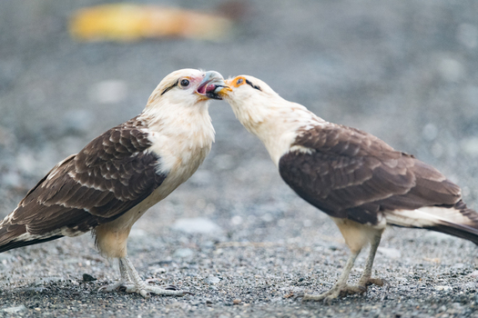 View of two yellow headed caracaras interacting on the ground in Costa Rica. View of two yellow headed caracaras interacting on the ground in Costa Rica.