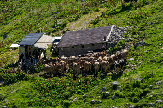 View of a herd of cows gathered outside a stone mountain hut on a grassy alpine slope near Sankt Gotthard Pass Airolo Ticino Switzerland.